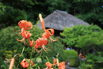 鎌倉の夏　明王院　茅葺屋根の本堂の前に咲くオニユリ