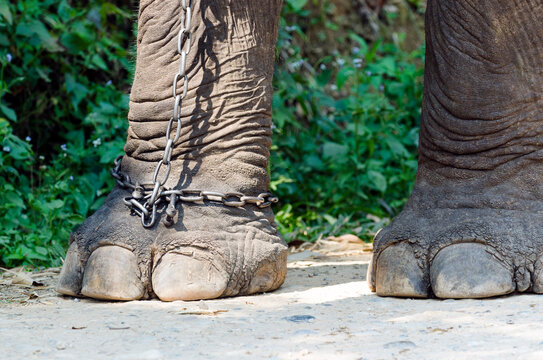 Chained foot of elephant in captivity, Thailand