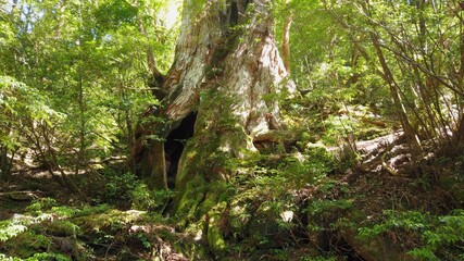 屋久島 大王杉 屋久杉 縄文杉トレッキング 国立公園 鹿児島