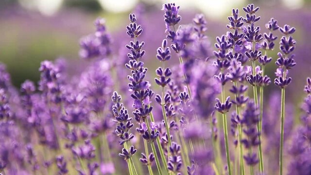 Lavender bushes closeup on sunset.. Field of Lavender, Lavender officinalis. flower field, image for natural background.Very nice view of the lavender fields.
