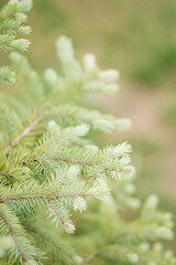 Young growth on spruce, close-up