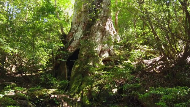 屋久島 大王杉 屋久杉 縄文杉トレッキング 国立公園 鹿児島