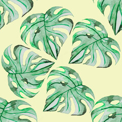 flower, plant monstera tropical large large leaves, vines with green veins and gaps.seamless