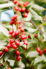 Ripe gumy berries