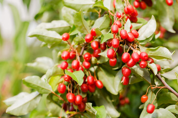 Ripe juicy gumy berries on a bush in the garden