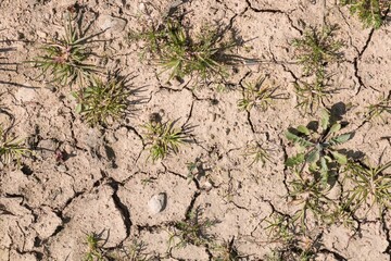 close up of dry cracked soil with some plants