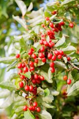 Obraz premium gumy berries on a bush in the garden