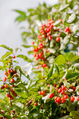 Ripe juicy gumy berries in the garden