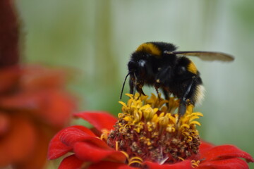 bee pollinates flower in garden