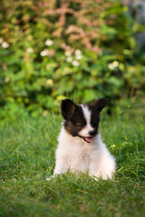 puppy of papillon breed in the summer garden