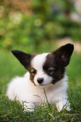 Beautiful little puppy in the summer garden