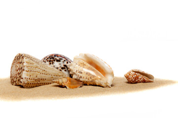 Coquillages posés sur du sable isolé sur fond blanc