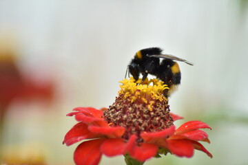 bee pollinates flower in garden