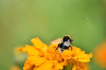 bee pollinates flower in garden