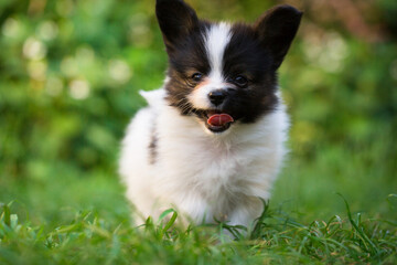cheerful puppy runs on the grass