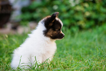 Beautiful little puppy on the grass