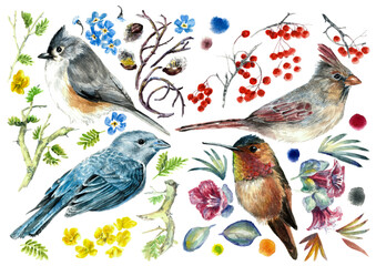 Set with small birds, branches, berries and flowers isolated on a white background.