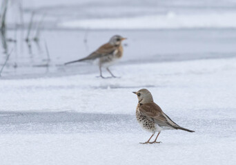 fieldfare on a winter day in Ågesta nature reserve in Sweden.