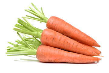 fresh carrot on white background 