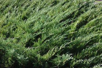 Green texture of thuja branches. Closeup of green leaves of Thuja trees.