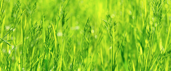 wilder weizen nahaufnahme in der sonne