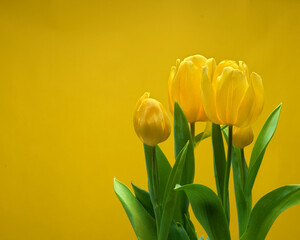 Beautiful yellow tulips with leaves isolated on yellow background with copy space