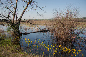 Wet meadow with marsh marigolds