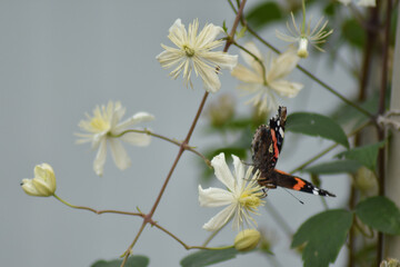 Butterfly sits on a flower in the garden