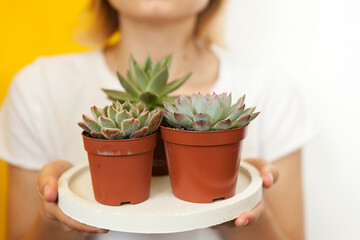 beautiful succulent, cactus in female beautiful hands. beautiful blonde girl holds out a cactus