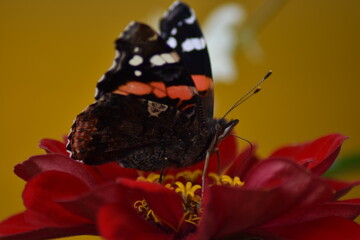 Butterfly sits on a flower in the garden
