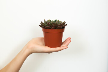 beautiful succulent, cactus in female beautiful hands.