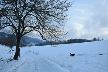 snow covered trees