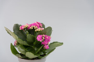 Flowering Kalanchoe plant in a pot on a uniform gray background. There is room for text. Background, texture or postcard