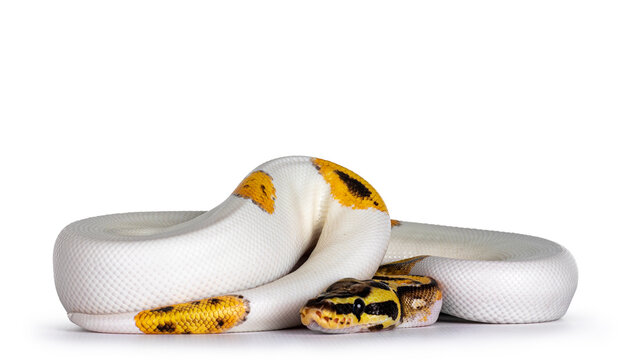 Young Piebald Ball Python aka Python Regius snake. Very high on white with button like yelow with black spots or dots. Isolated on a white background.