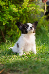 Portrait of a puppy on the grass