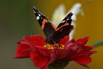 Butterfly sits on a flower in the garden