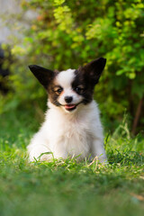 Portrait of a cute doggy of the papillon breed on the grass