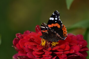 Butterfly sits on a flower in the garden