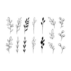 Herbs collection. Line art natural leaves set. Simple and elegant hand drawn illustration. Vintage floral elements. Vector illustration