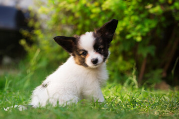 Beautiful profile of a small dog