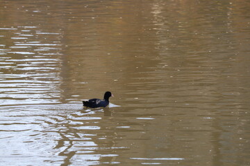 冬の川で泳ぐオオバン