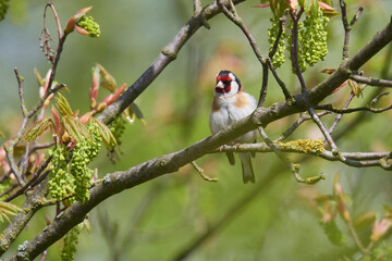 Distelfink im Frühjahr in der Oberlausitz	