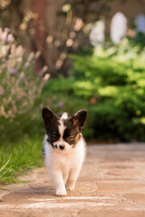 Little cute pet running in the garden