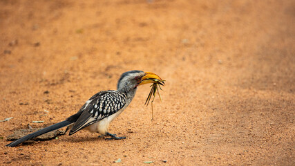 yellow-billed hornbill feeding on a grasshopper