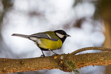 Obraz premium The great tit, Parus major 