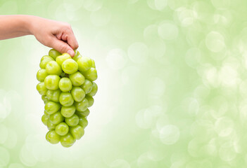Woman Hand holding Green grape isolated on green background, Shine Muscat Grape on green background  With clipping path. 