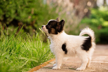 Beautiful profile of a puppy, stand