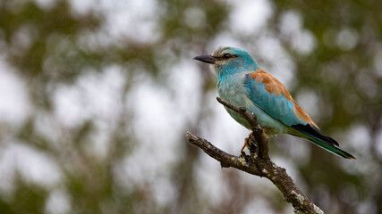 European roller in the wild
