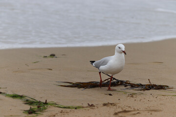 seagull on the beach
