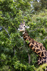 Dark giraffe bull in the trees